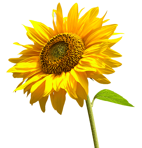 La Casa dei Girasoli